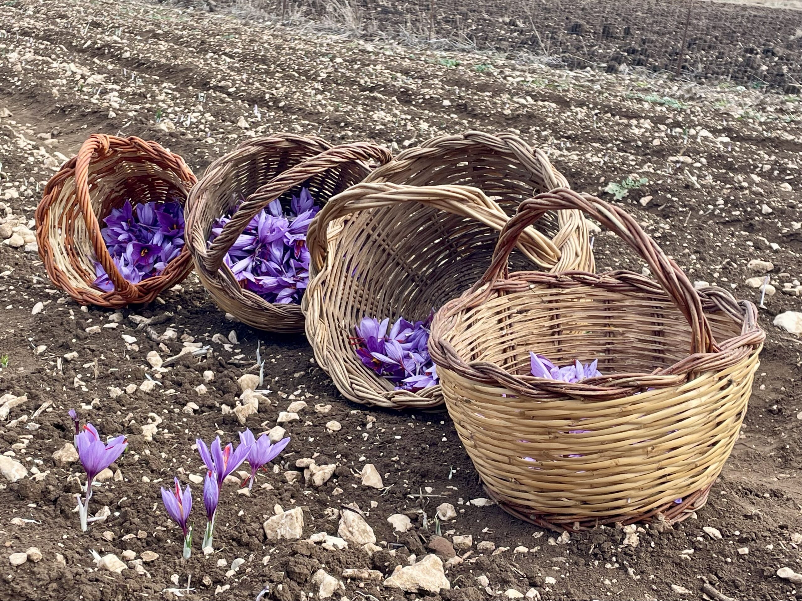 Navelli, inspiratiebron voor mijn roman Saffraan